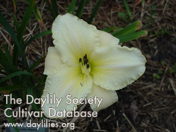 Daylily Arctic Snow